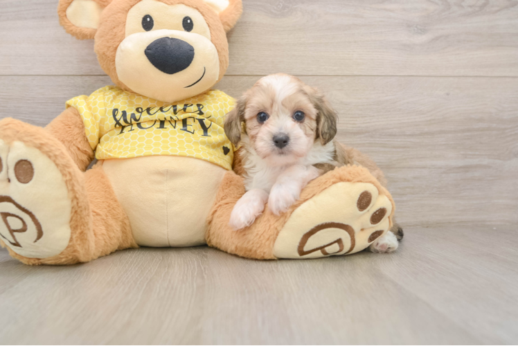 Mini Aussiedoodle Puppy for Adoption