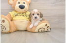 Mini Aussiedoodle Puppy for Adoption