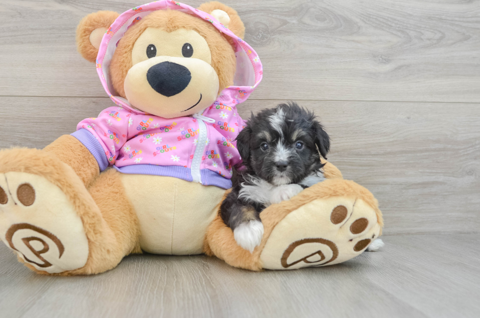 5 week old Mini Aussiedoodle Puppy For Sale - Windy City Pups