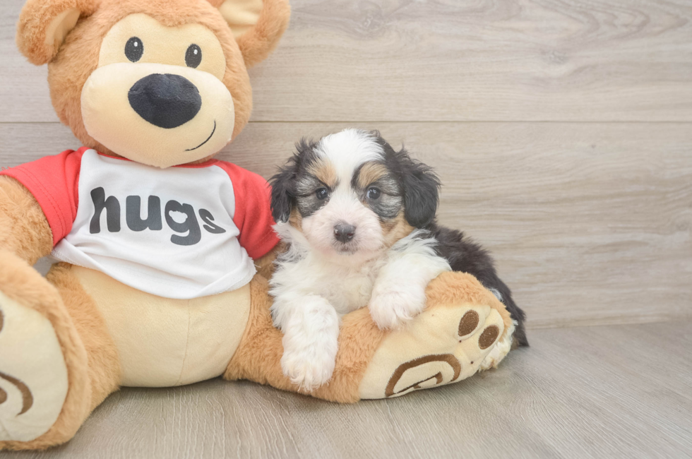 6 week old Mini Aussiedoodle Puppy For Sale - Windy City Pups