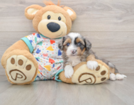 7 week old Mini Aussiedoodle Puppy For Sale - Windy City Pups