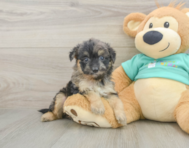 7 week old Mini Aussiedoodle Puppy For Sale - Windy City Pups