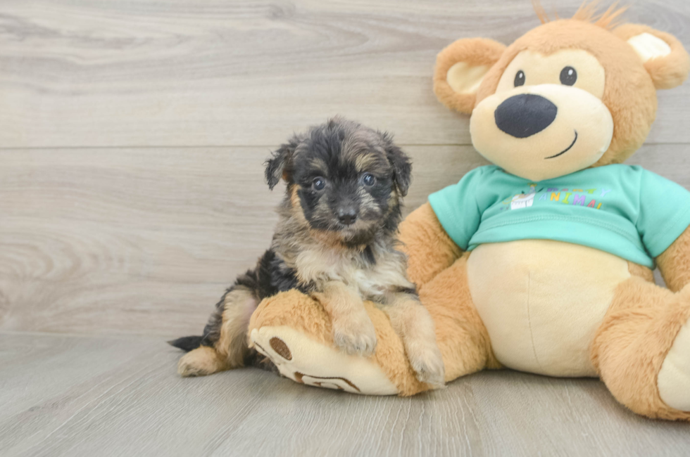 6 week old Mini Aussiedoodle Puppy For Sale - Windy City Pups