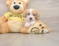 8 week old Mini Aussiedoodle Puppy For Sale - Windy City Pups