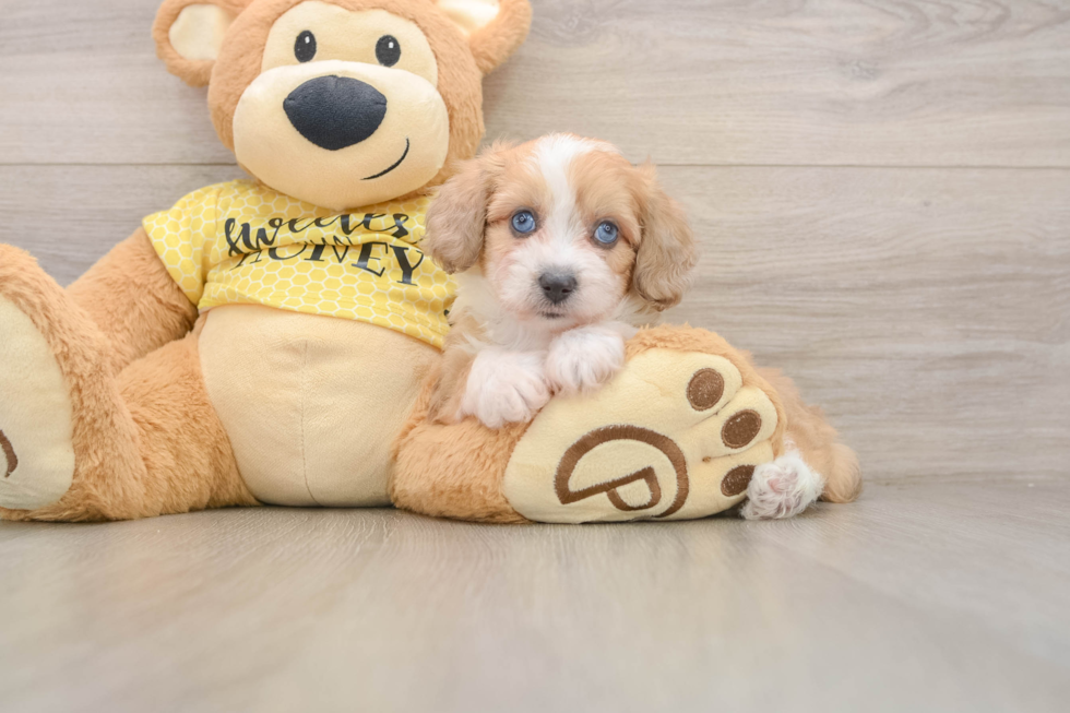 Little Aussiepoo Poodle Mix Puppy