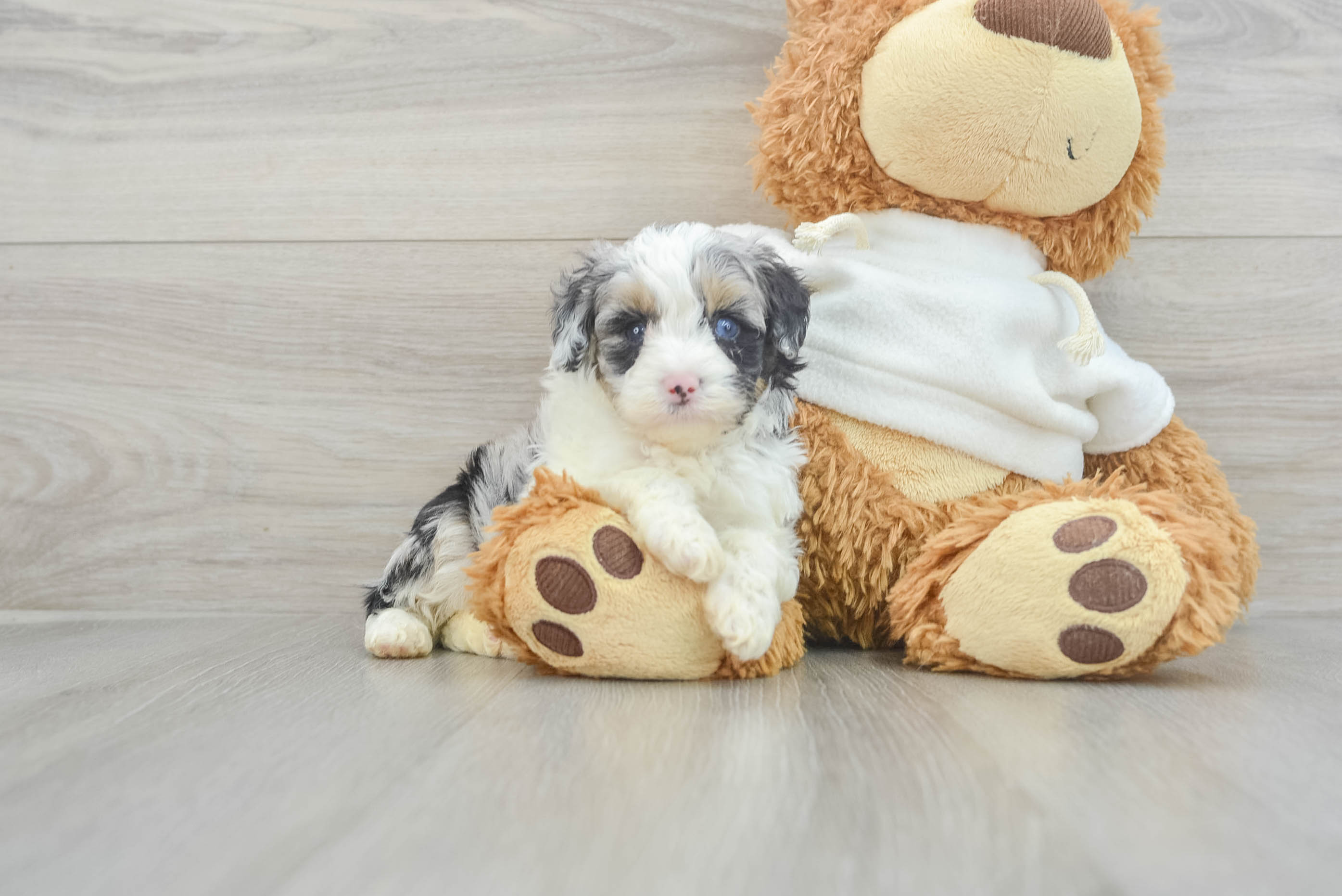 Mini Aussiedoodle Pup Being Cute