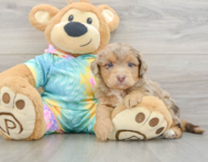7 week old Mini Aussiedoodle Puppy For Sale - Windy City Pups