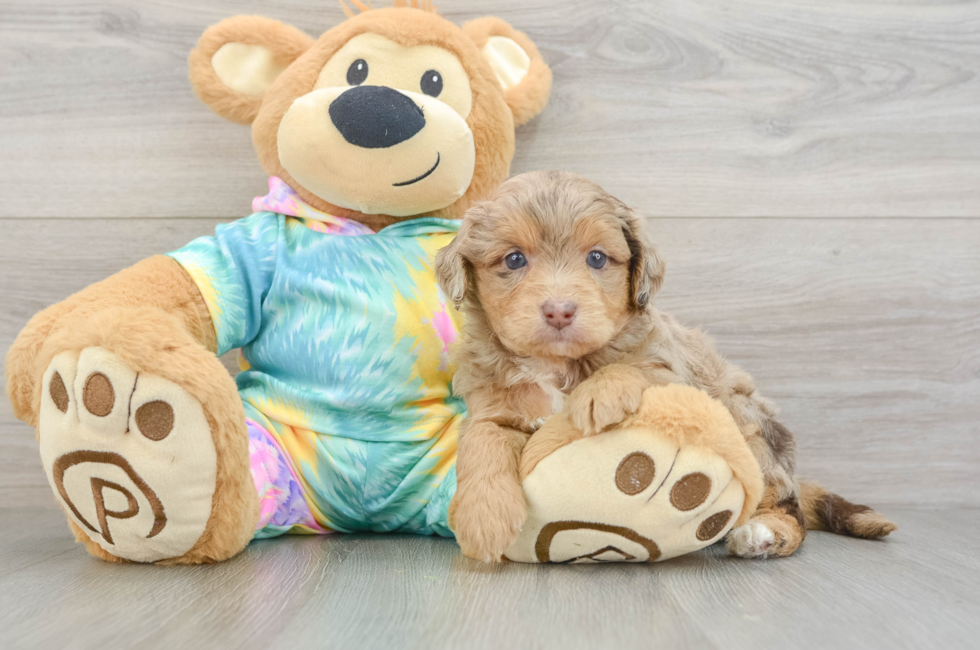 6 week old Mini Aussiedoodle Puppy For Sale - Windy City Pups