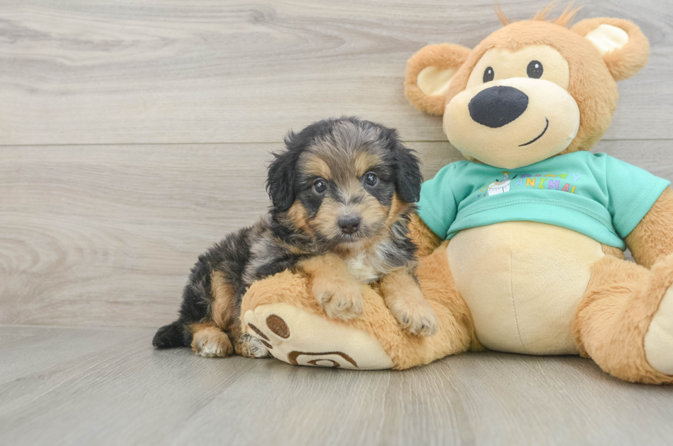 6 week old Mini Aussiedoodle Puppy For Sale - Windy City Pups