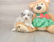 7 week old Mini Aussiedoodle Puppy For Sale - Windy City Pups