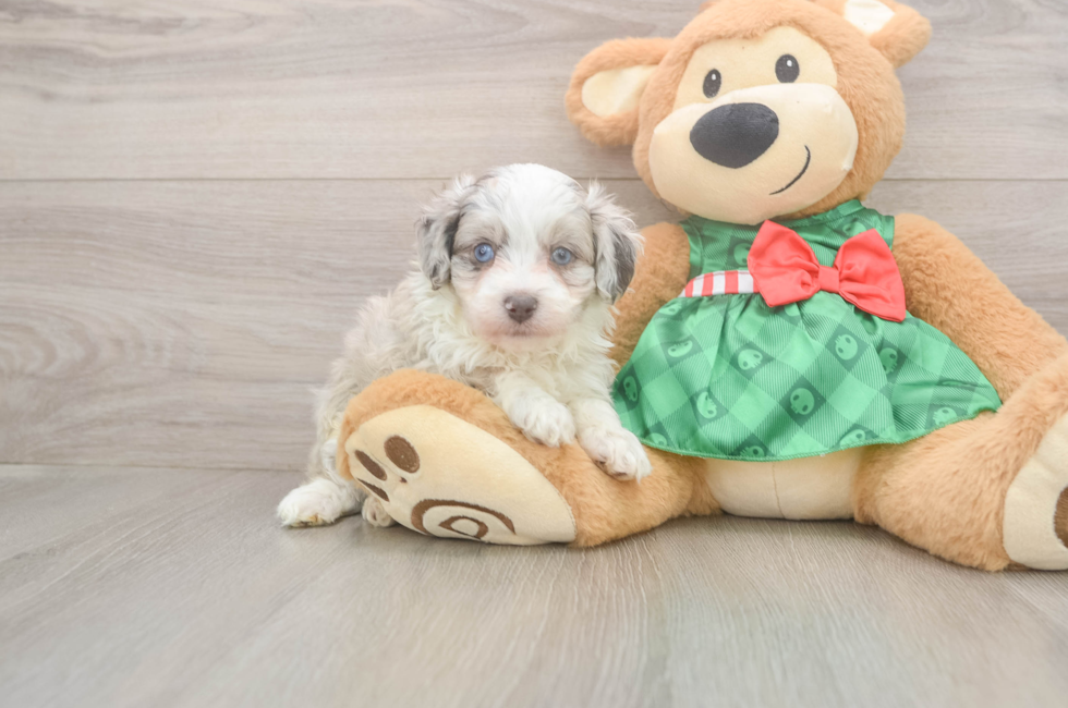 5 week old Mini Aussiedoodle Puppy For Sale - Windy City Pups