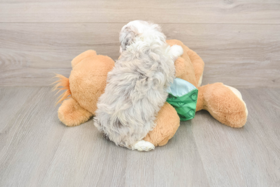 Cute Mini Aussiedoodle Baby