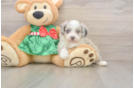 Mini Aussiedoodle Pup Being Cute