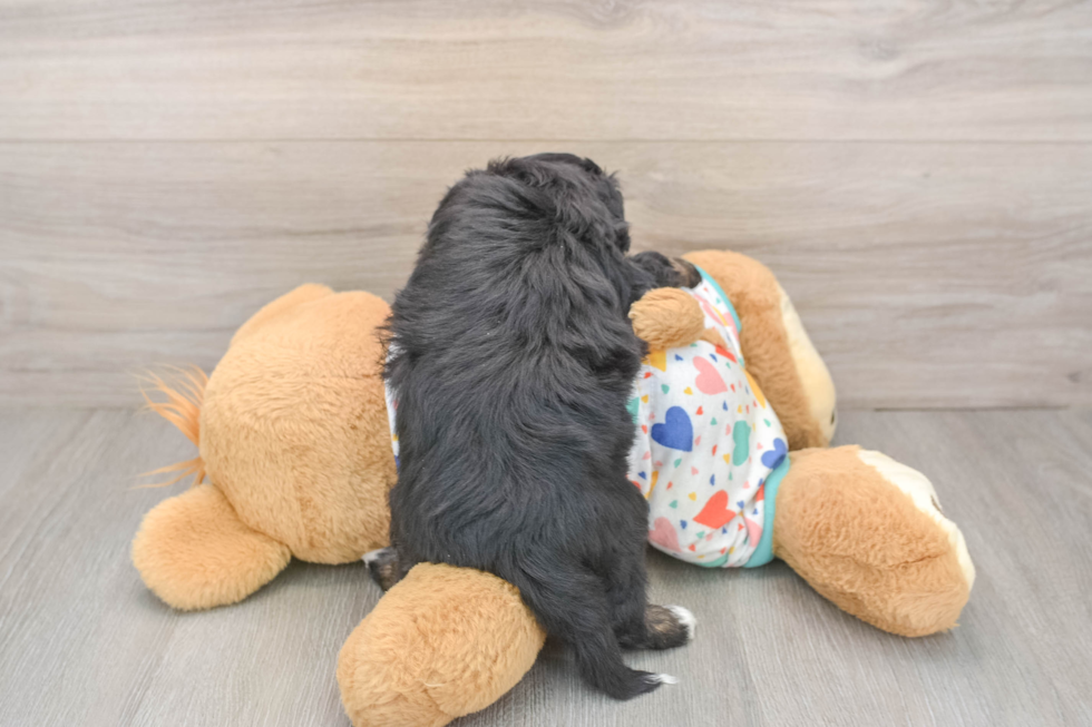 Happy Mini Aussiedoodle Baby