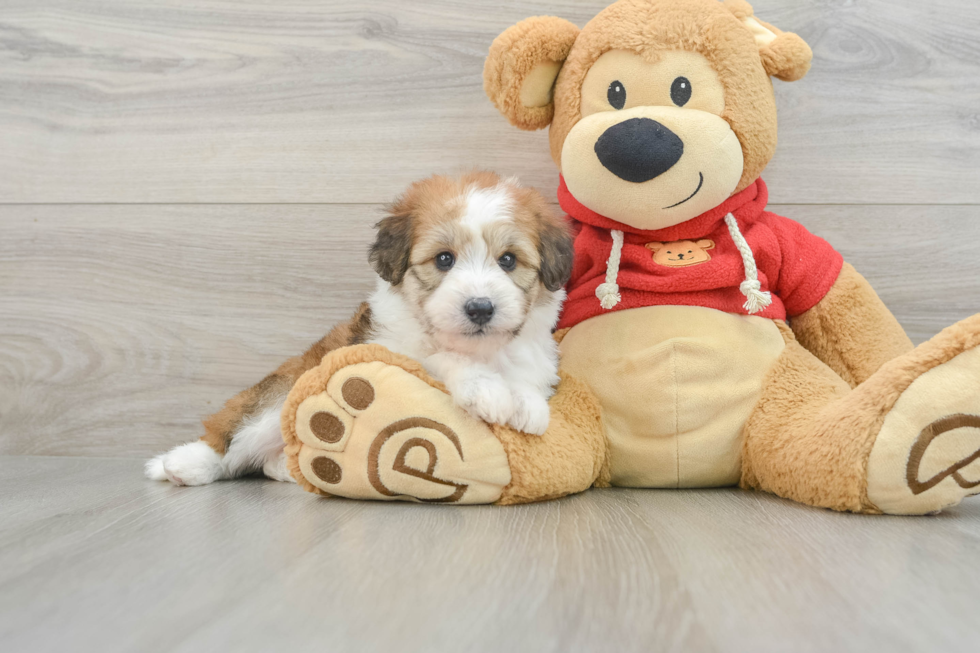 Small Mini Aussiedoodle Baby