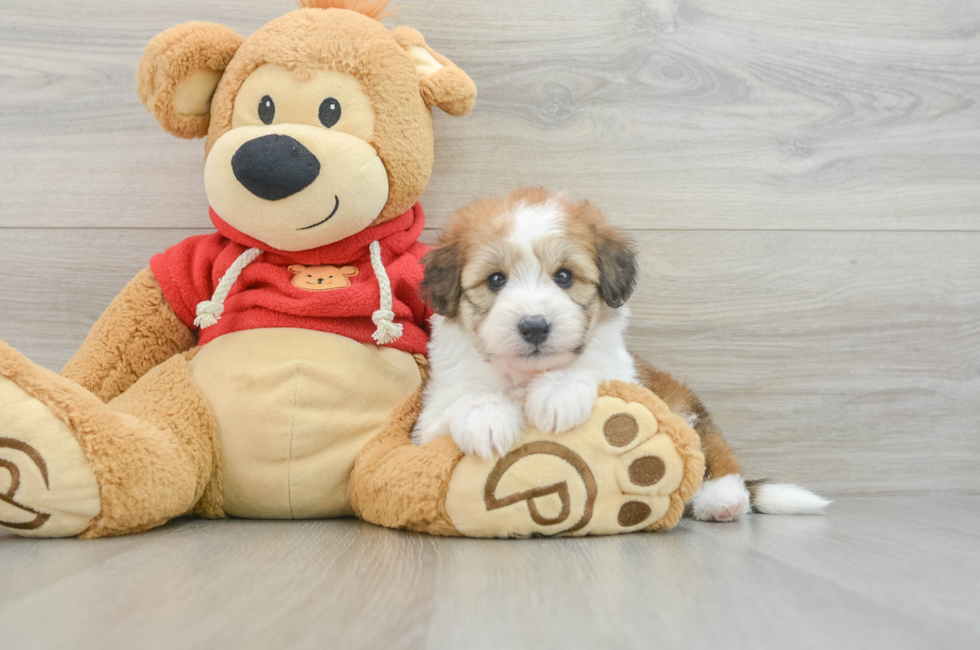 6 week old Mini Aussiedoodle Puppy For Sale - Windy City Pups