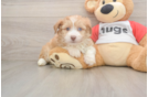 Best Mini Aussiedoodle Baby