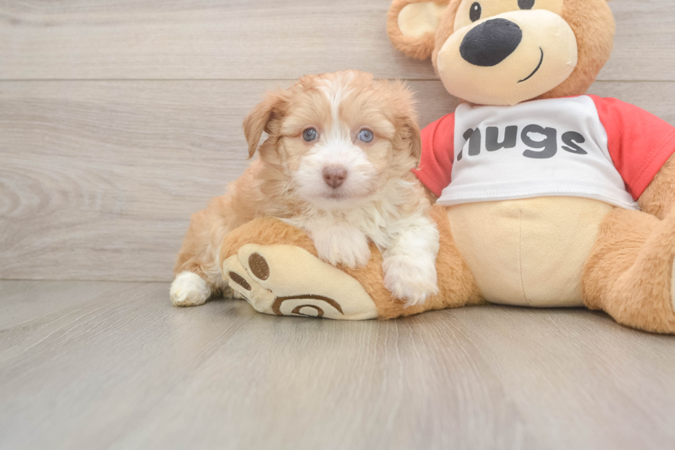 Best Mini Aussiedoodle Baby