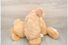 Funny Mini Aussiedoodle Poodle Mix Pup
