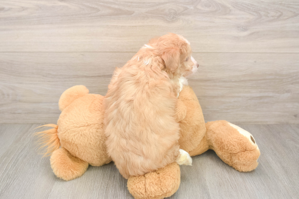 Funny Mini Aussiedoodle Poodle Mix Pup