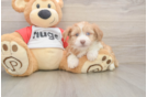 Best Mini Aussiedoodle Baby