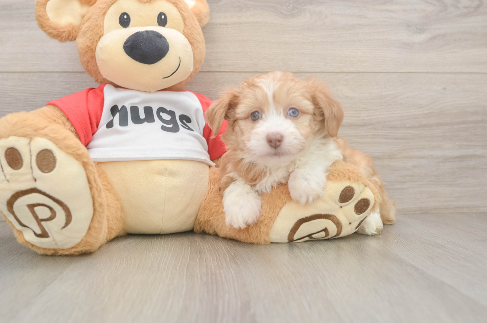 6 week old Mini Aussiedoodle Puppy For Sale - Windy City Pups