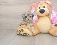 7 week old Mini Aussiedoodle Puppy For Sale - Windy City Pups