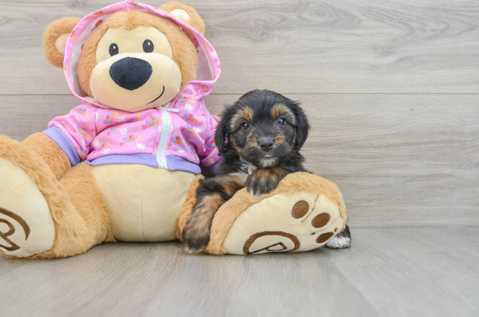 5 week old Mini Aussiedoodle Puppy For Sale - Windy City Pups