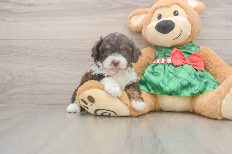 5 week old Mini Aussiedoodle Puppy For Sale - Windy City Pups