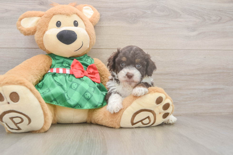 Small Mini Aussiedoodle Baby