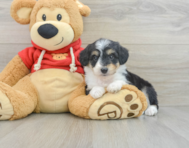 7 week old Mini Aussiedoodle Puppy For Sale - Windy City Pups