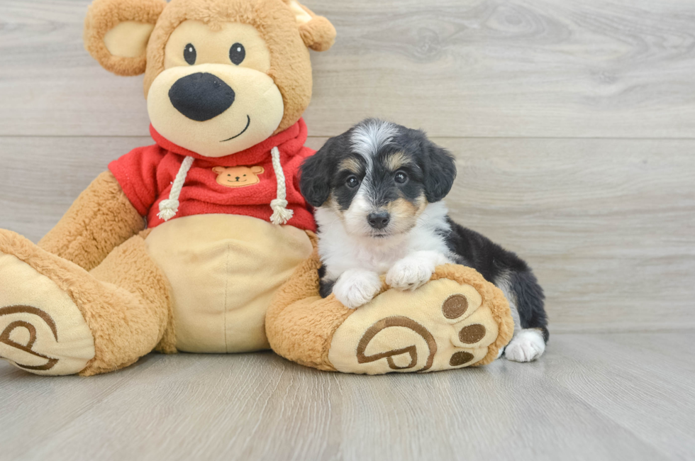 6 week old Mini Aussiedoodle Puppy For Sale - Windy City Pups