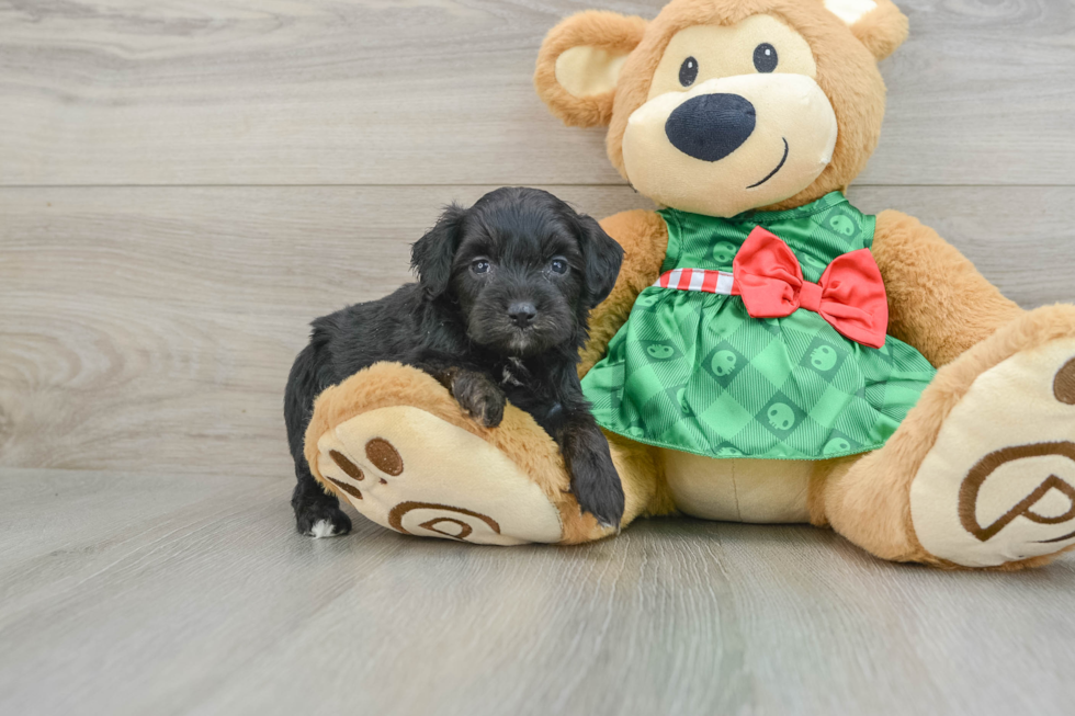 Mini Aussiedoodle Puppy for Adoption