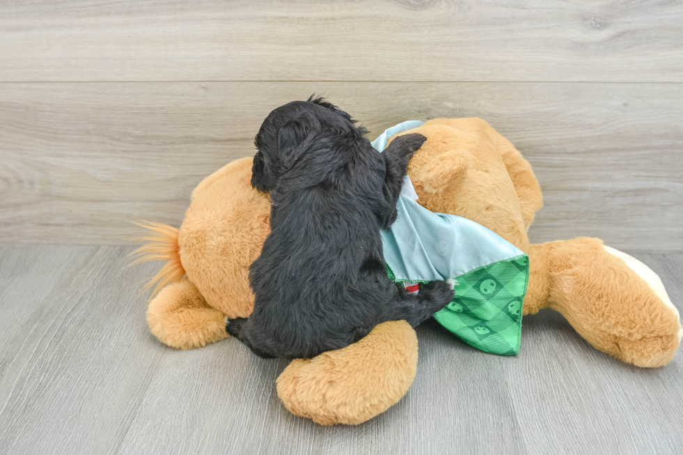 Mini Aussiedoodle Puppy for Adoption