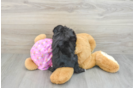 Little Mini Aussiepoo Poodle Mix Puppy