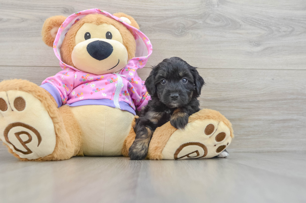 5 week old Mini Aussiedoodle Puppy For Sale - Windy City Pups