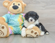 7 week old Mini Aussiedoodle Puppy For Sale - Windy City Pups