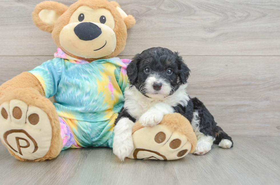 6 week old Mini Aussiedoodle Puppy For Sale - Windy City Pups