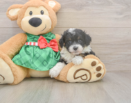 7 week old Mini Aussiedoodle Puppy For Sale - Windy City Pups