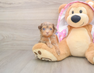8 week old Mini Aussiedoodle Puppy For Sale - Windy City Pups