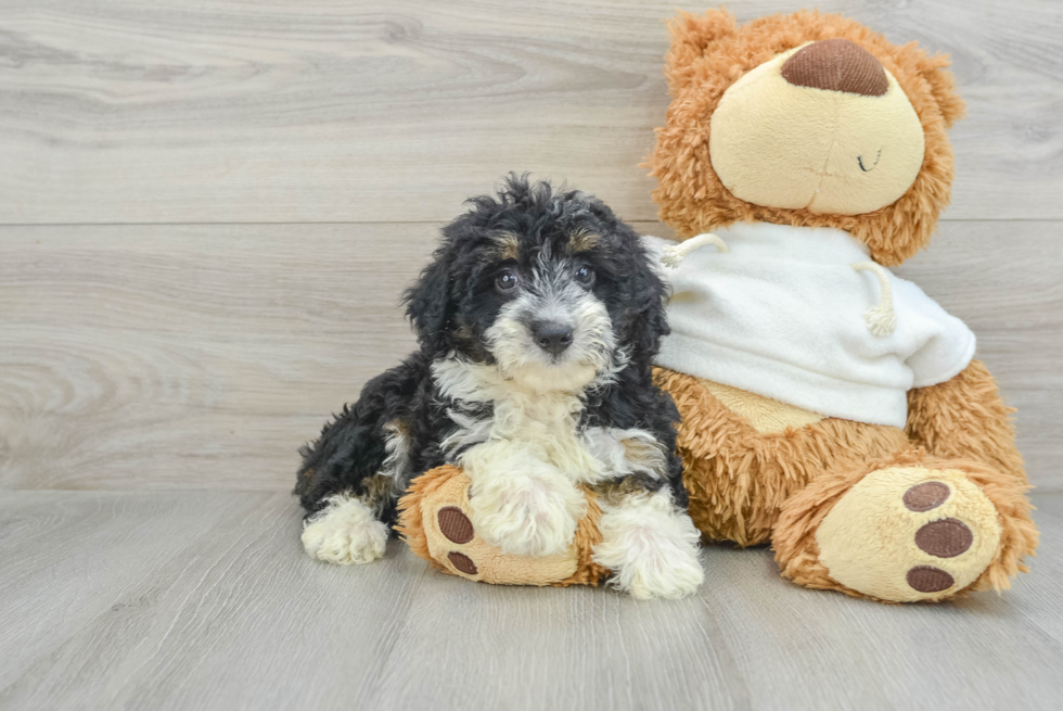 Sweet Mini Aussiedoodle Baby