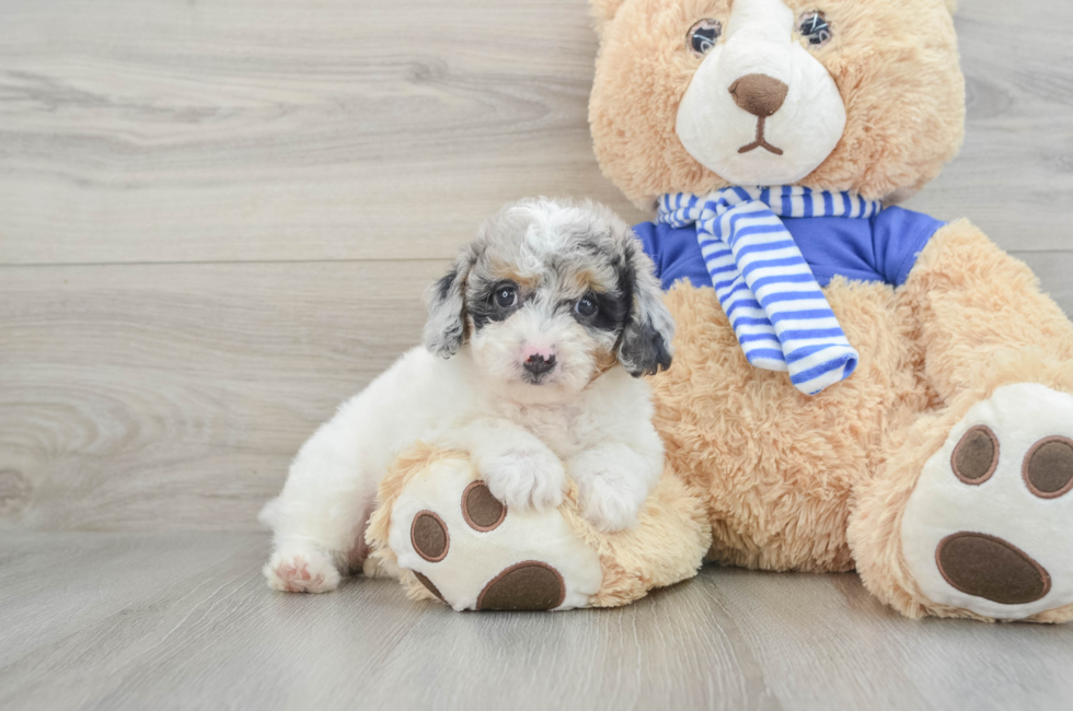 8 week old Mini Aussiedoodle Puppy For Sale - Windy City Pups