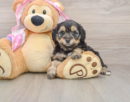 8 week old Mini Aussiedoodle Puppy For Sale - Windy City Pups