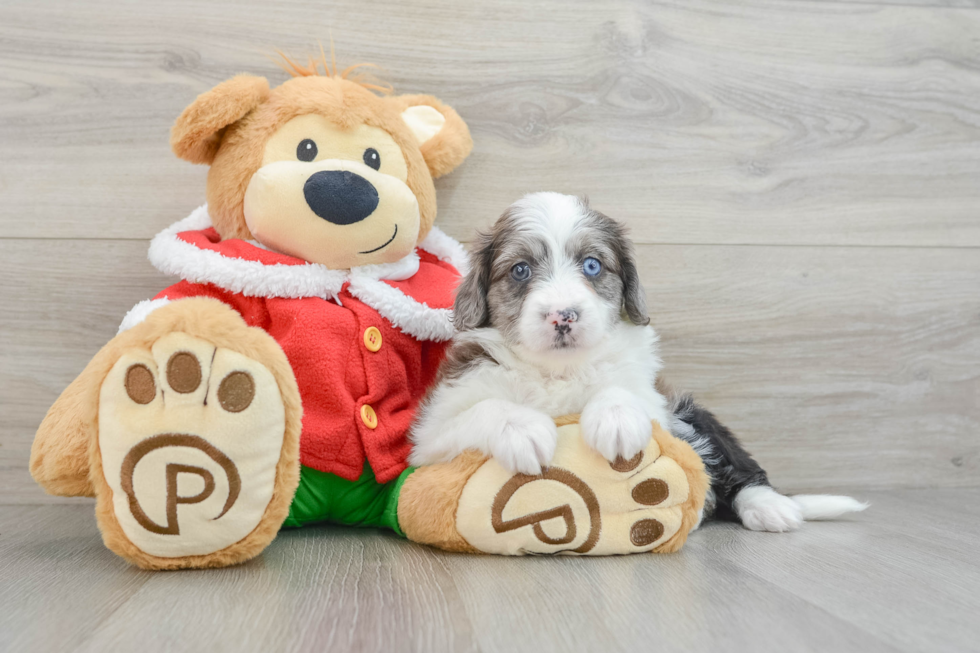 Mini Aussiedoodle Pup Being Cute