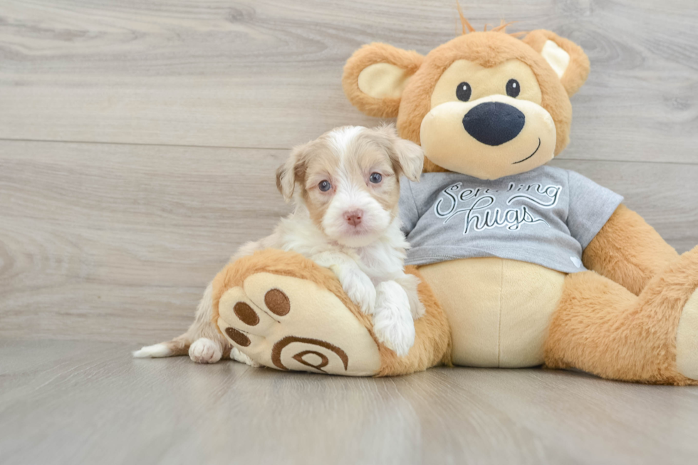 Cute Mini Aussiedoodle Baby