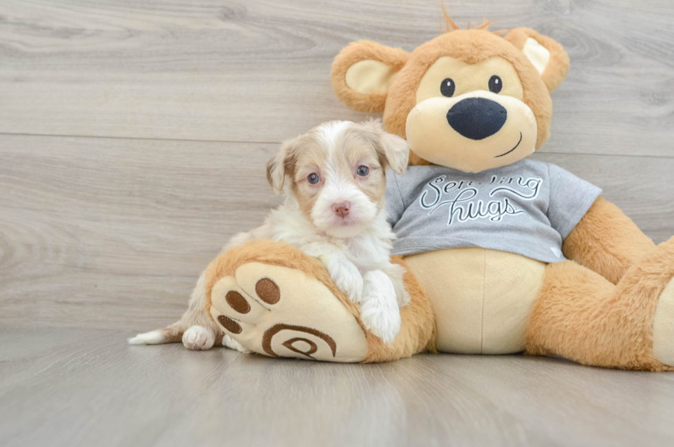 5 week old Mini Aussiedoodle Puppy For Sale - Windy City Pups