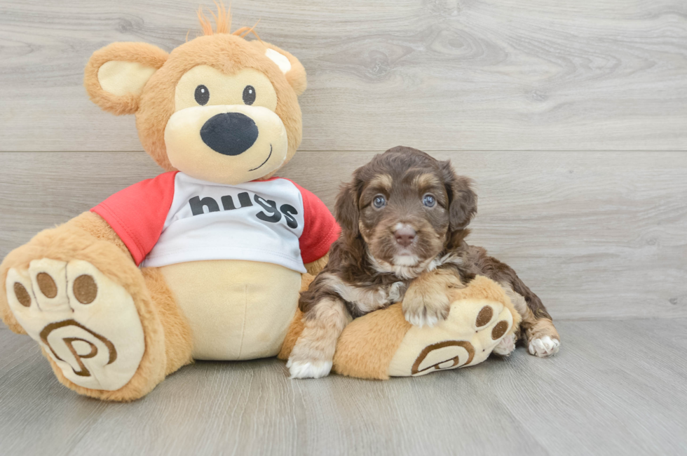 5 week old Mini Aussiedoodle Puppy For Sale - Windy City Pups