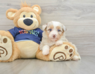 8 week old Mini Aussiedoodle Puppy For Sale - Windy City Pups