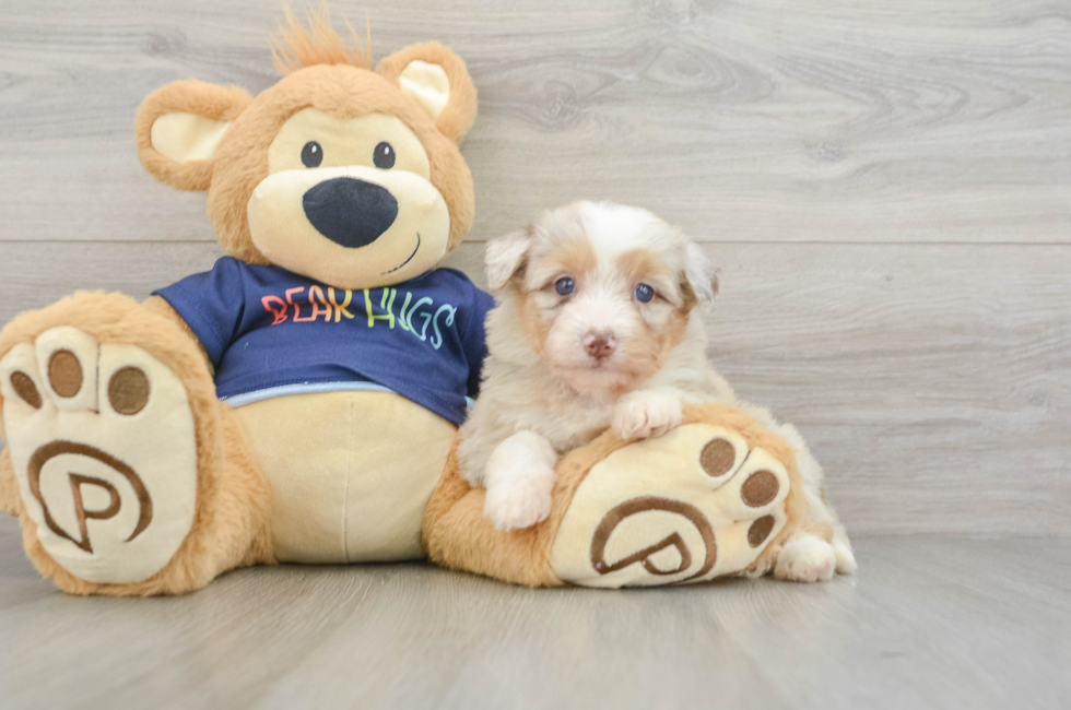 7 week old Mini Aussiedoodle Puppy For Sale - Windy City Pups
