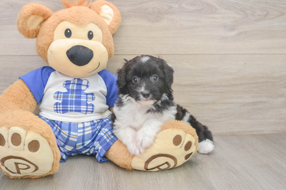 7 week old Mini Aussiedoodle Puppy For Sale - Windy City Pups